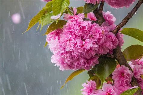 10 Free Cherry Blossom In The Rain And Rain Images Pixabay