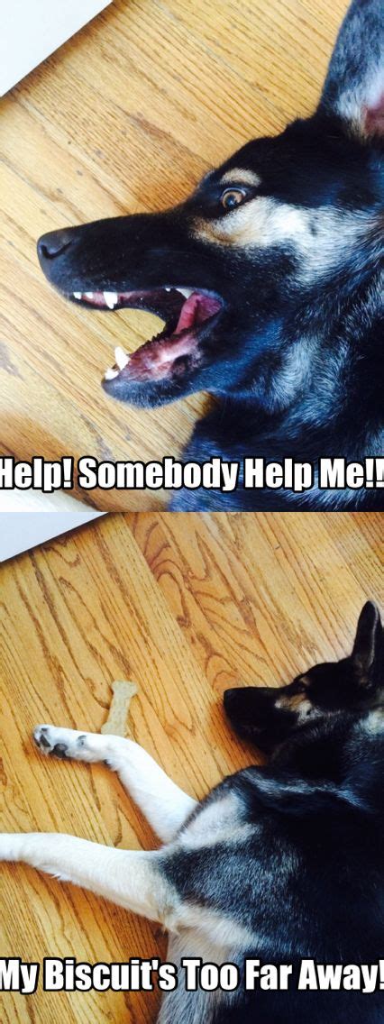 50 Humorous Dog Pics And Memes That Will Make You Laugh Hard Fallinpets