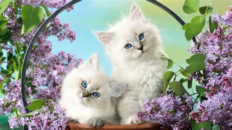 Two Cute White Cat Hd Animals And Birds Wallpapers For