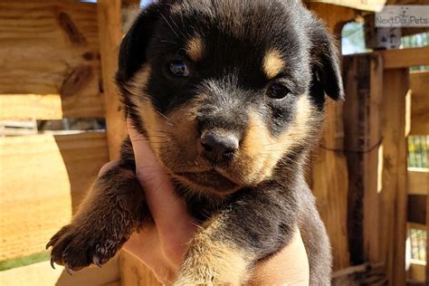 Ballardhaus rottweilers strives to produce rottweilers with all the qualities we think of when we think of what the rottweiler is. Baby Rott F: Rottweiler puppy for sale near Phoenix, Arizona. | b3db1f3c-59f1