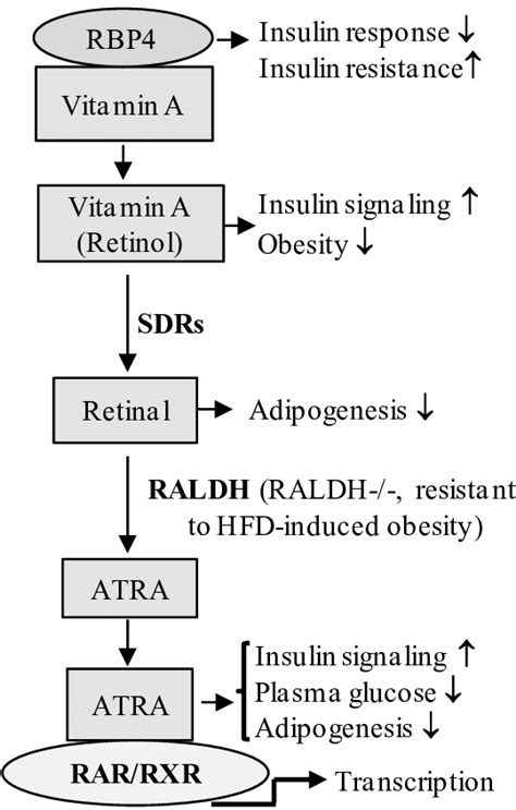 Retinoid Mediated Signaling In The Regulation Of Glucoselipid Download Scientific Diagram