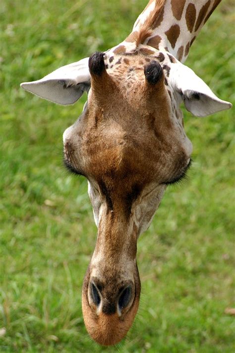 Giraffe Afrika Safari Kostenloses Foto Auf Pixabay