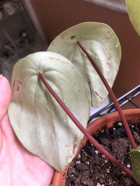 Adjusting watering frequency is also important. Brown spots on back of my watermelon peperomia leaves ...