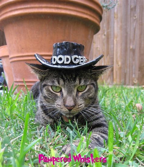 Cat Cowboy Hat For The Adventurous Cat Or Dog