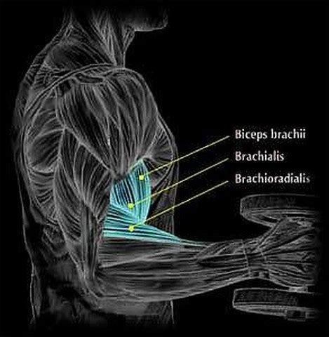 Brachioradialis Muscle Busters