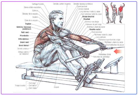 What Muscles Do A Rowing Machine Workout Detailed Guide