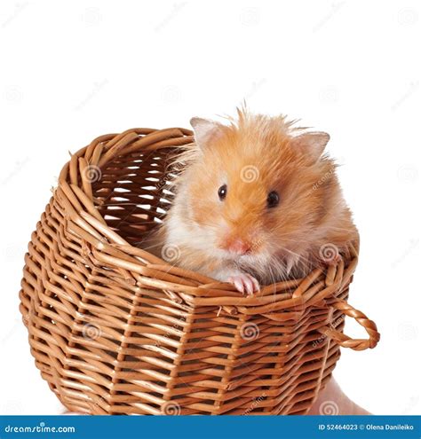 Hamster In A Basket Stock Photo Image 52464023