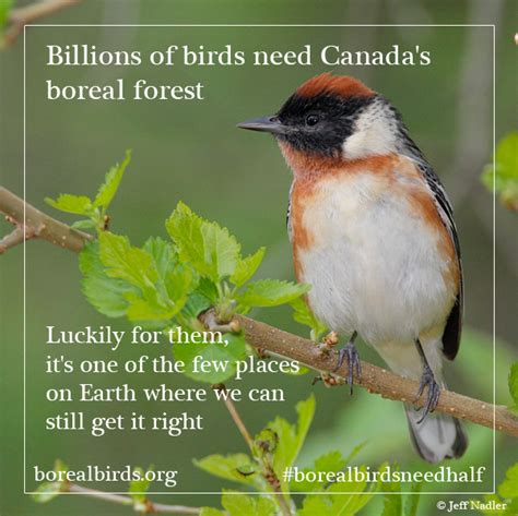 Boreal Birds Need Half Maintaining North Americas Bird Nursery And