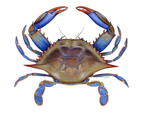 Blue Crab Art By Tamara Clark Art Pinterest
