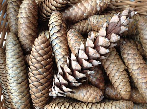 The dry, dead trunk of one pine tree, and cones scattered. Simple Pine Cone Centerpiece