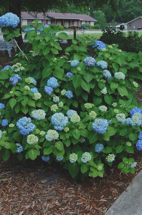 Maybe you would like to learn more about one of these? Summer Flowering Trees Zone 9