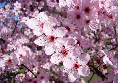 Spring Pink Flowering Tree Identification Top 10 Flowering Trees A