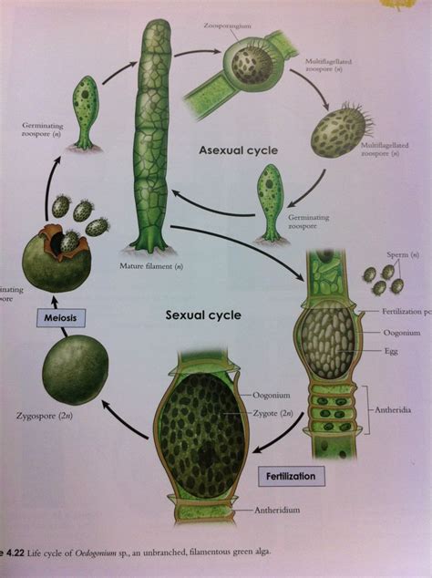 All cactus plants are members of the cactaceae family, and there are thousands of species of cactus. Oedogonium (green algae) reproduction cylce | Botany ...