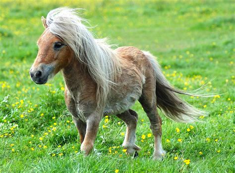 Check spelling or type a new query. KUDA PONI | HORSE HERD
