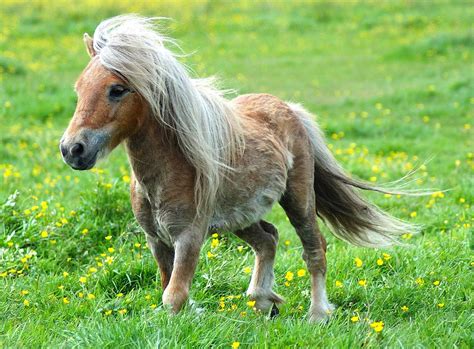 Kuda poni adalah jenis kuda yang berukuran kecil. KUDA PONI | HORSE HERD