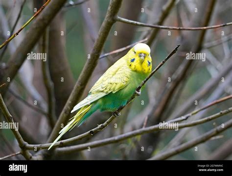Green And Yellow Budgie Hi Res Stock Photography And Images Alamy