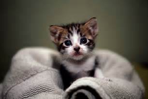 Cute Kitten Images Hd Hd Wallpaper Backgrounds Download