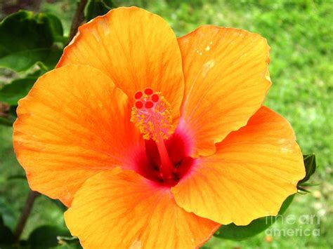 Hawaii Orange Hibiscus Photograph By Crystal Miller