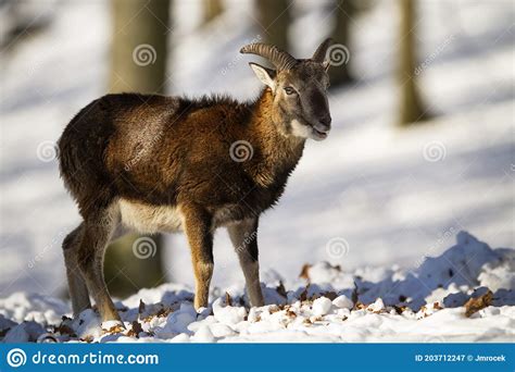 Smiling Mouflon With Fluffy Winter Coat And Short Horns In The Snowy