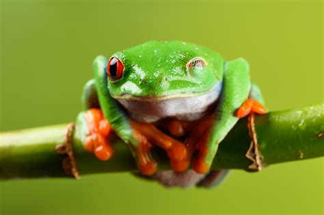 Amphibian Green Tamron 4k Wildlife Im Still Here Orange Close Up