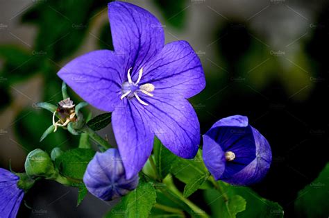 Blue Flower With Five Petals Nature Photos Creative Market