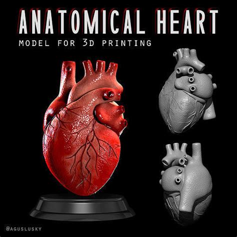 Anatomical Human Heart 3d Model 3d Printable Cgtrader