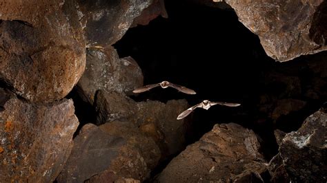 Myotis Bats In Pond Cave Craters Of The Moon National Monument And