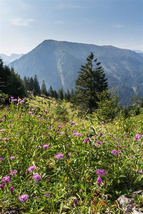Flowers On Pasture With Trees In Austrian Alps Mountain Summer