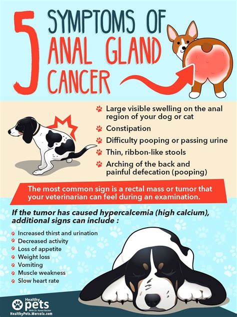 Signs Of Stomach Cancer In Dogs