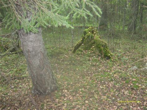 Как выглядит настоящий леший фото в лесу
