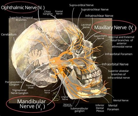 The Trigeminal Nerve Facial Pain Trigeminal Neuralgia