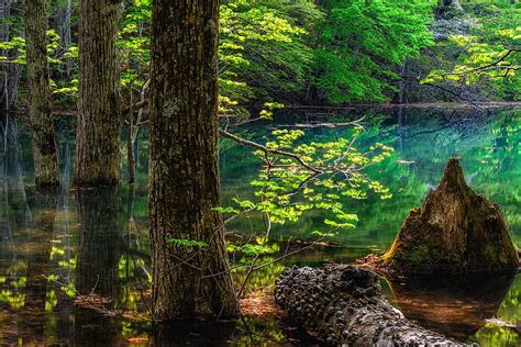 1080p Free Download Lakes Lake Forest Greenery Tree Hd Wallpaper