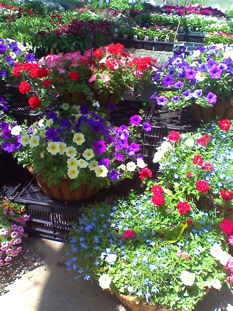 Great Basket Combinations Container Gardening Spring