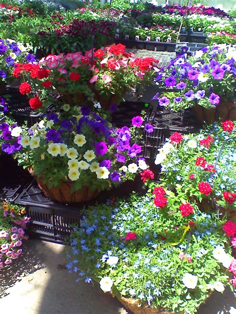 Annual flowers are a great option if you like to keep your garden fresh and new throughout the year! Great basket combinations | Container gardening, Spring ...