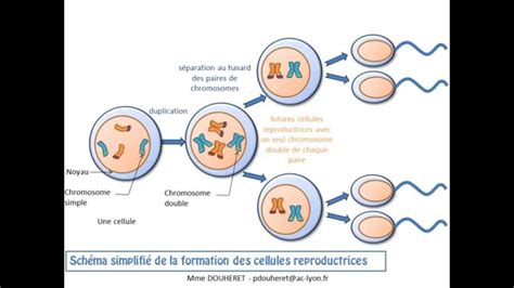 Svt Cours La Transmission Du Programme Génétique De Génération En Génération Génétique