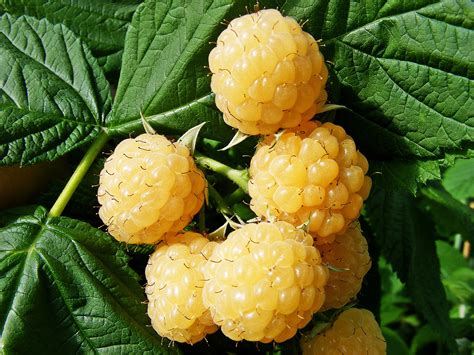 Fall gold raspberries are fragile and do. Raspberry All Gold for sale. Buy All Gold raspberry canes.