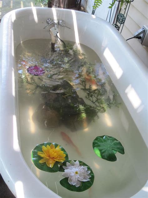 Bathtub Goldfish Pond Artistas