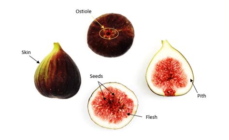 Everything You Need To Know About Fresh Figs The Produce Nerd