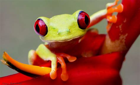 Download Animal Frog Hd Wallpaper