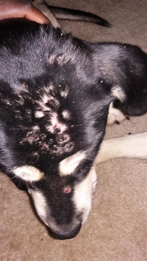 My Dog Has Bumps And Scabs On His Head Petcoach