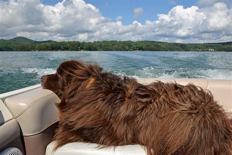 Zeus Our Newfoundland Dog Enjoying A Ride On The Boat Newfoundland