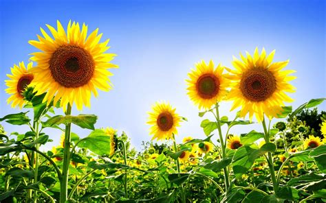 Gorgeous Sunflowers Wallpapers Hd Wallpapers Id 9130