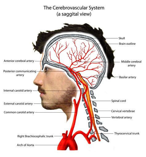 The Cerebrovascular System Arteries Anatomy Brain Anatomy Medical