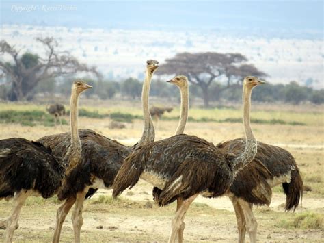 Ostriches In Kenya Did You See That