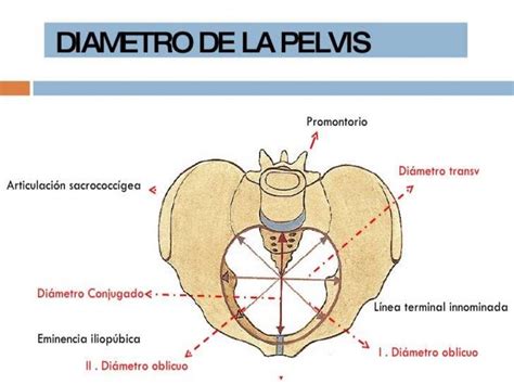 Tema 2 Tipos De Pelvis ósea