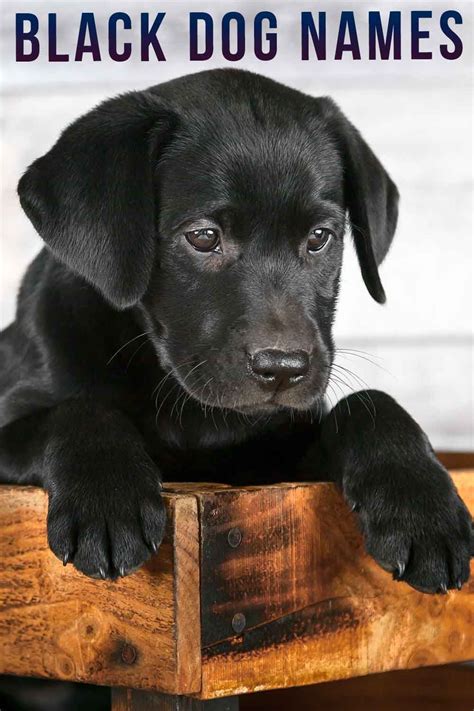 Black Dog Names Over 200 Inspiring Ideas For Naming Your Pup In 2021