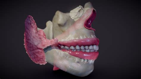 Teeth Pharynx Salivary Glands Buy Royalty Free 3d Model By Ebers