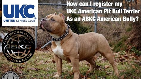 How To Register Your Ukc Registered American Pit Bull Terrier As An