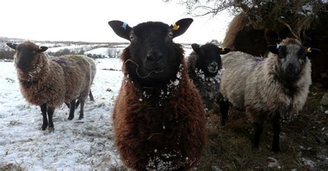 Spindlebrook No Dig Market Garden A Snowy Morning On Exmoor Meet