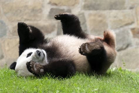 Pandas could be gone from America’s zoos by the end of next year - WTOP